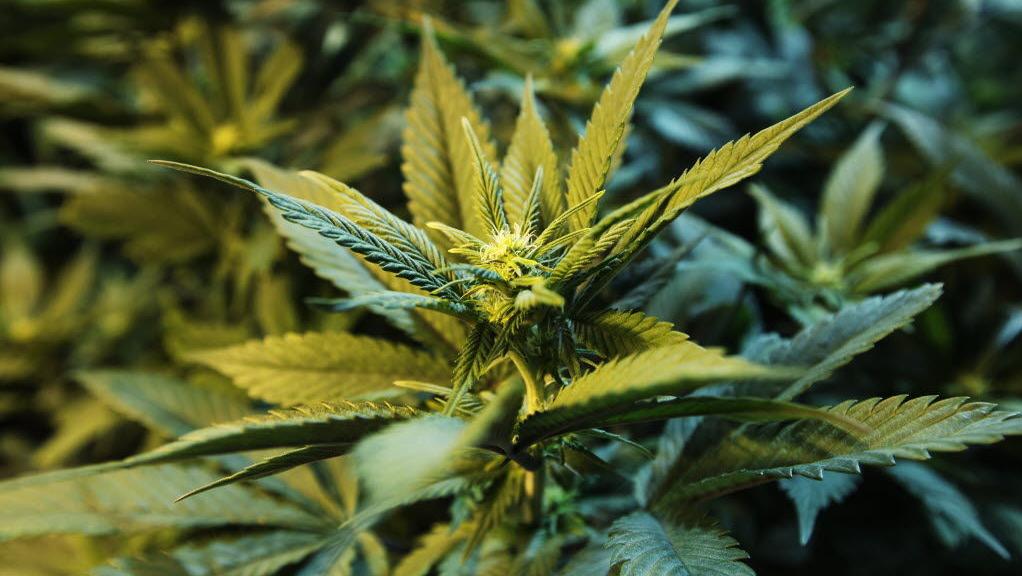Painkiller maker spends $500,000 to keep marijuana illegal in Arizona